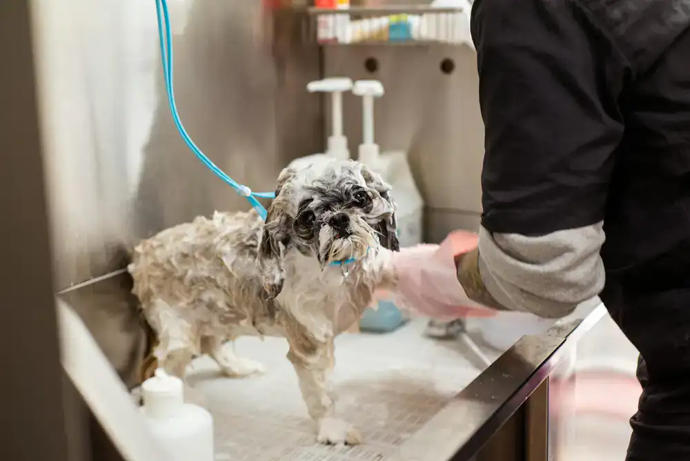 Peluquero canino preparando el baño dentro de la unidad móvil adaptada