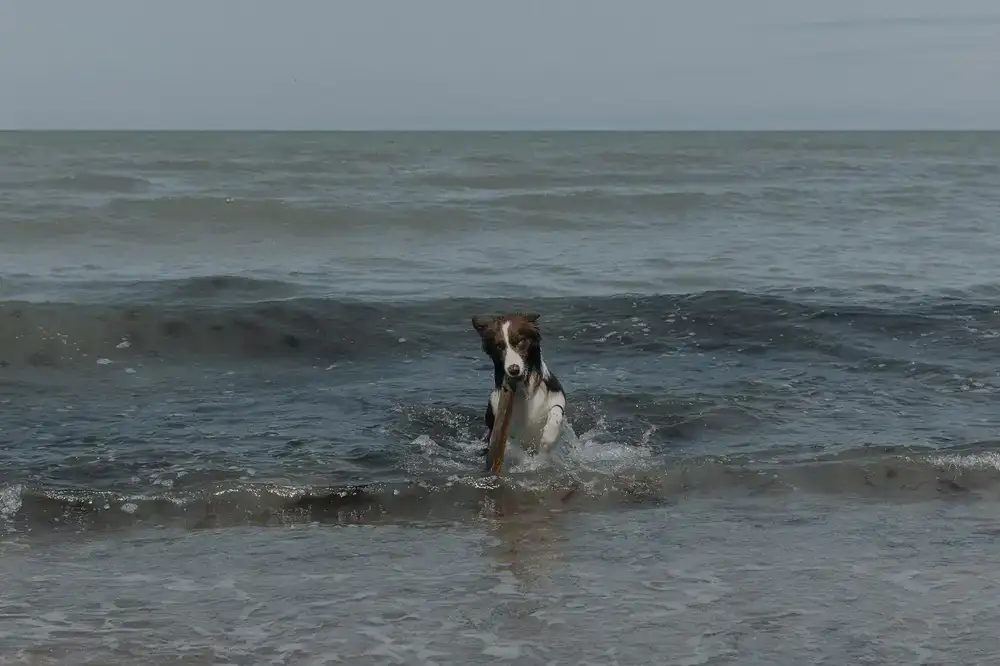 Perro disfrutando de un baño relajante