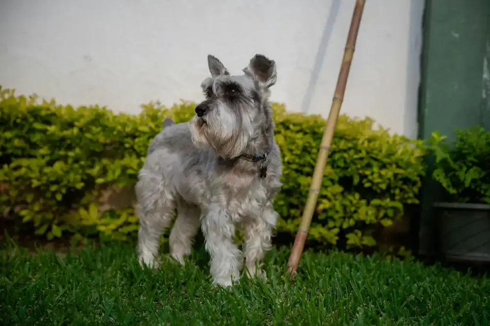 Corte de pelo profesional de un perro pequeño
